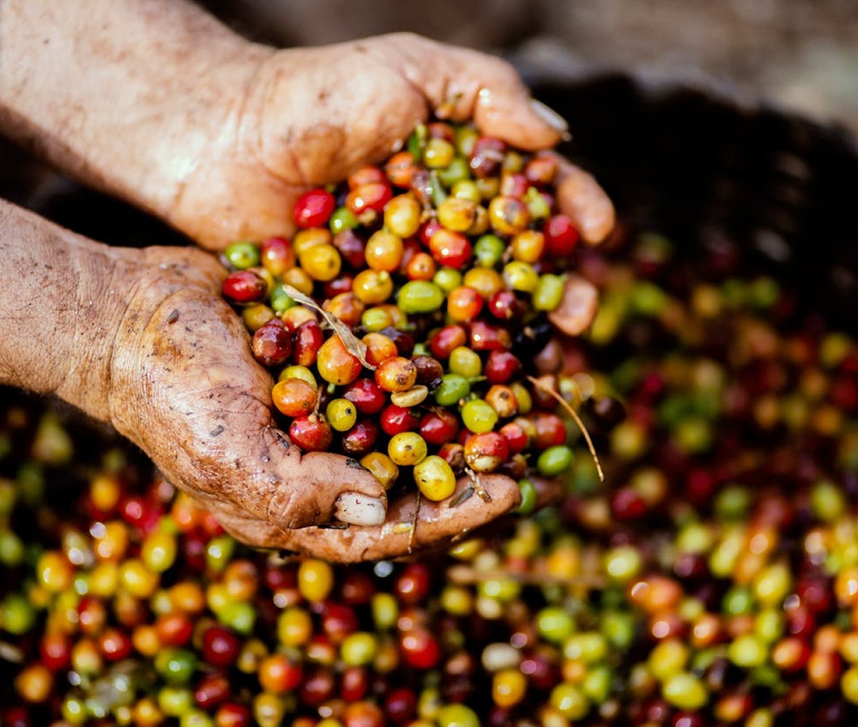 Coffee - Kota Belud, Sabah